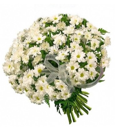 Buchete crizanteme albe funda
