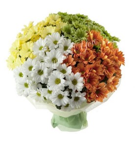 Buchete crizantema colorate