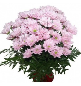 Buchete crizanteme roz