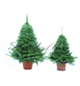 Brazi naturali dimensiuni h120cm si h80cm