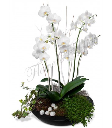 Aranjament planta phalaenopsis