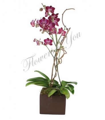 Aranjament planta phalenopsis