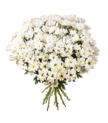 Buchete crizanteme albe