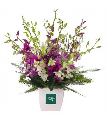 Aranjament dendrobium mov